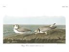 Piping Plover